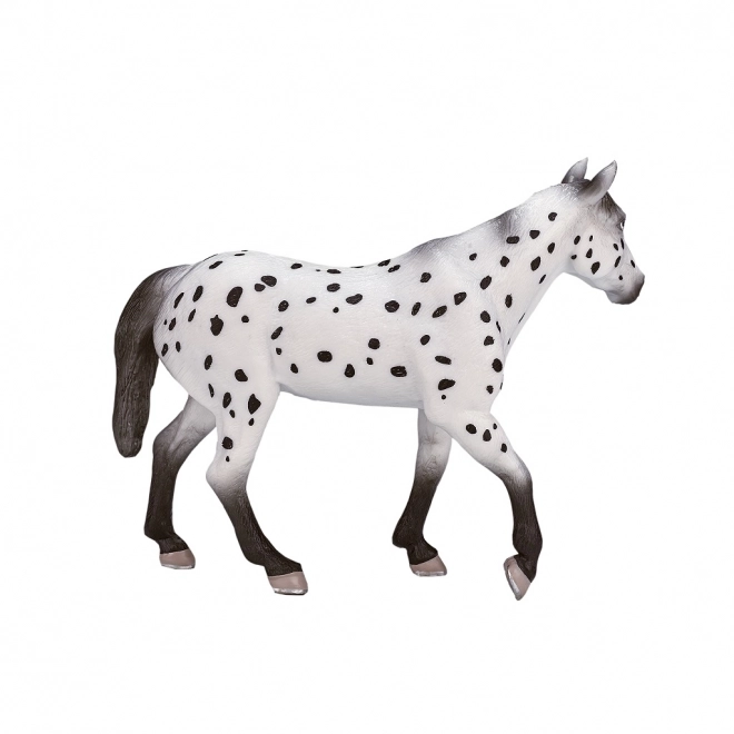 Mojo Appaloosa Hengst