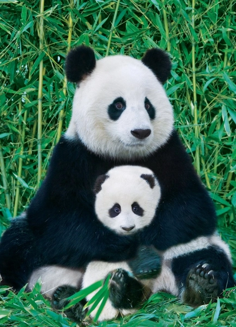 Eurographics Puzzle Panda und Junges 1000 Teile