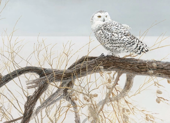 Puzzle Schneeeule auf gefallener Weide 500 Teile