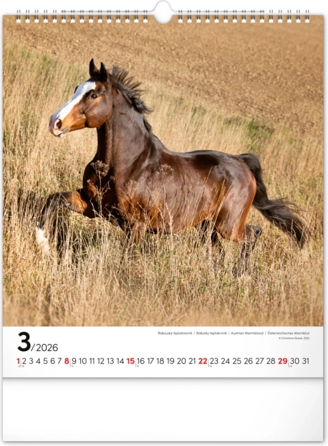 Wandkalender Pferde 2026