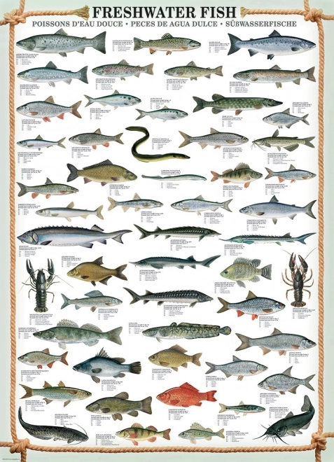 EUROGRAPHICS Puzzle Süßwasserfische 1000 Teile