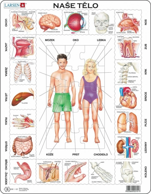 Puzzle Unser Körper 35 Teile