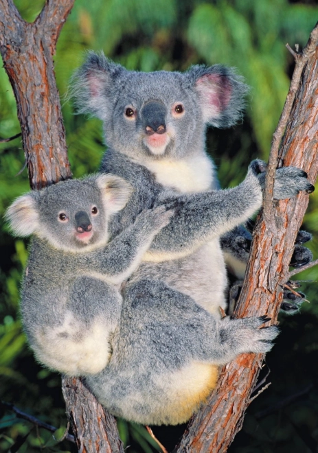 Koalas in der Natur Puzzle 500 Teile