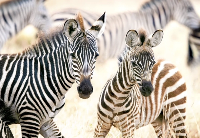 Castorland Puzzle Junge Zebras 1000 Teile