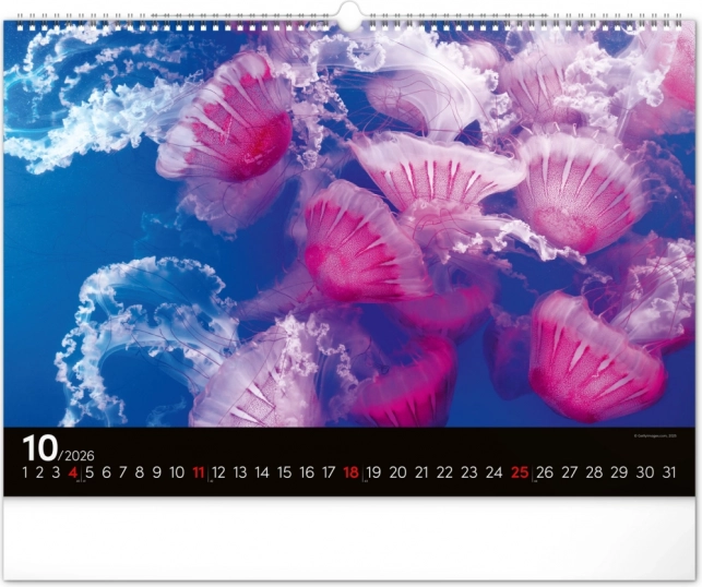 Wandkalender Unterwasserwelt 2026