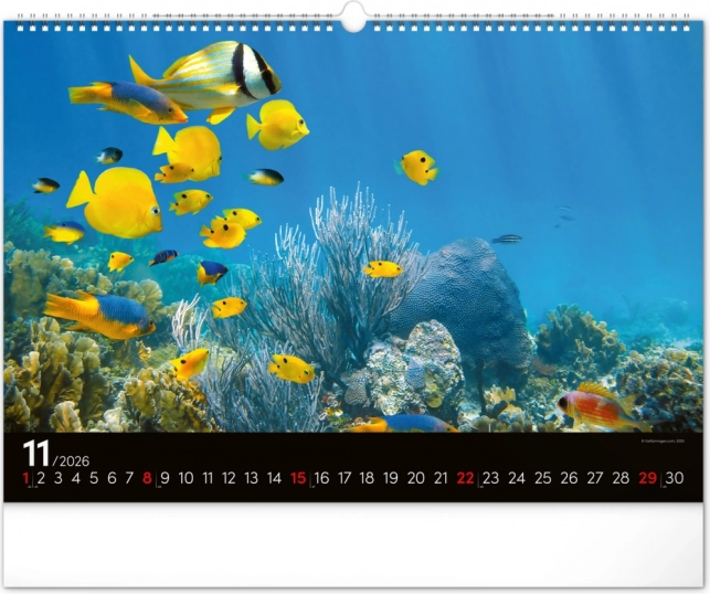 Wandkalender Unterwasserwelt 2026