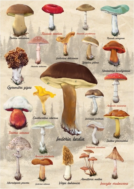 DINO Puzzle - Pilz-Collage 1000 Teile