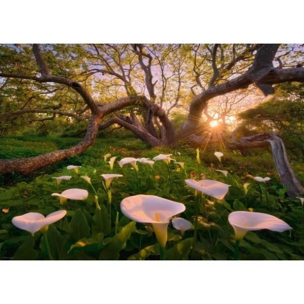 Puzzle 1000 Teile Magischer Wald Kalie