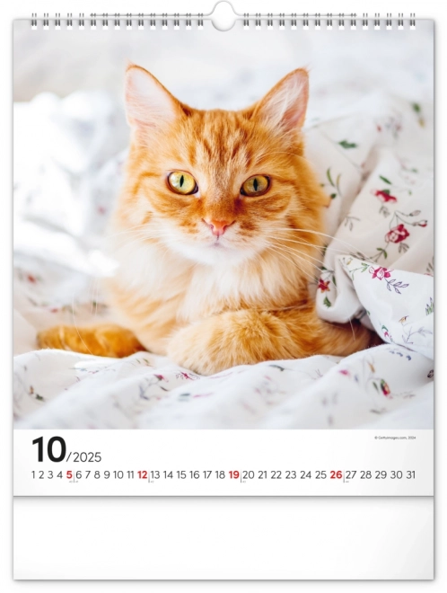 Notique Wandkalender Katzen 2025