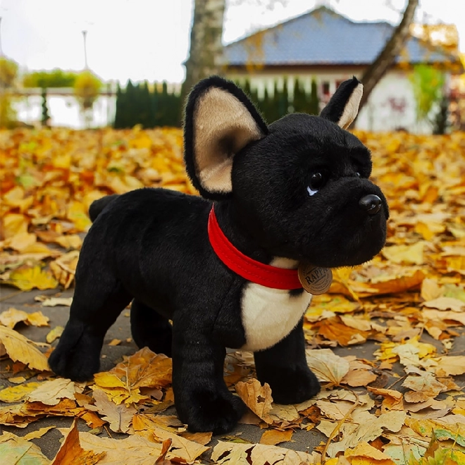 Plüsch-Französische Bulldogge Schwarz mit Halsband Stehend 30 cm Umweltfreundlich