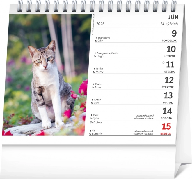 Tischkalender Katzen - Mit Katzennamen 2025