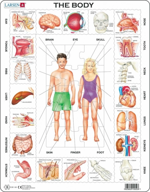 Puzzle Unser Körper 35 Teile