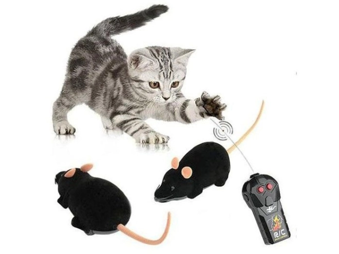 Spaß für Katzen und die ganze Familie