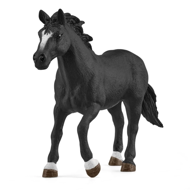 Großartiges Appaloosa-Pferd