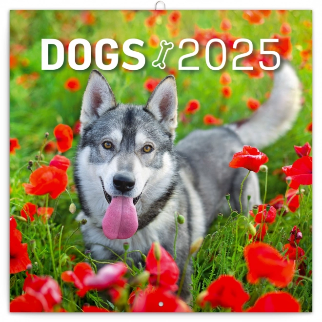 Notique Wandkalender Hunde 2025