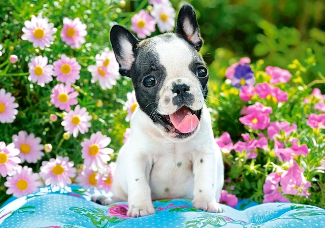 Puzzle 500 Teile French Bulldog Welpe