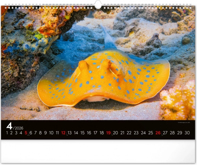 Wandkalender Unterwasserwelt 2026