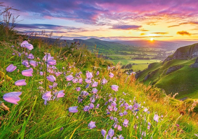 Puzzle Harebells bei Sonnenaufgang 500 Teile