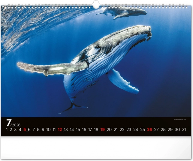 Wandkalender Unterwasserwelt 2026