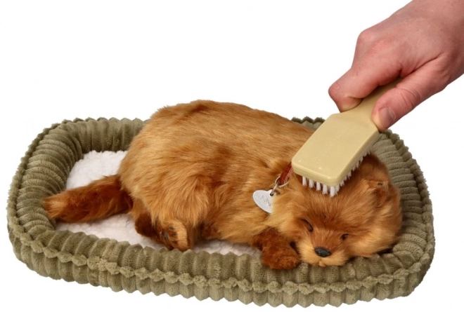 Atmungsaktiver Pomeranian zur Adoption