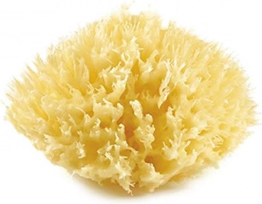 Meeresschwamm, Yellow