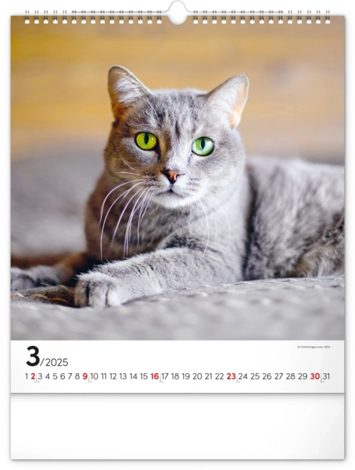 Notique Wandkalender Katzen 2025