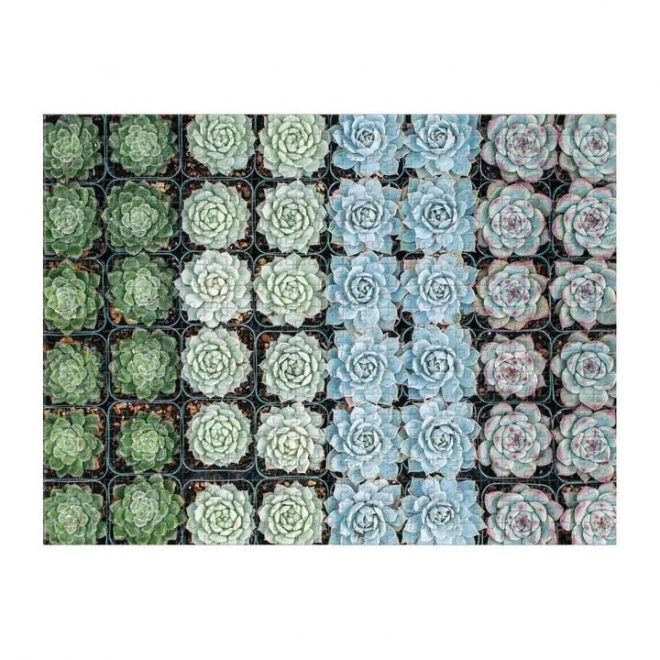 Galison Oboustranniges Puzzle Sukkulenten 500 Teile