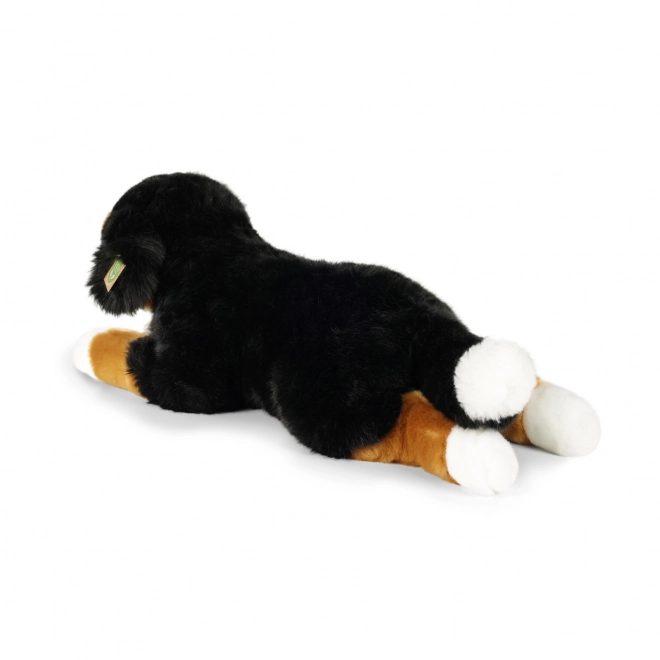 Großer Plüsch Berner Sennenhund liegend 61 cm