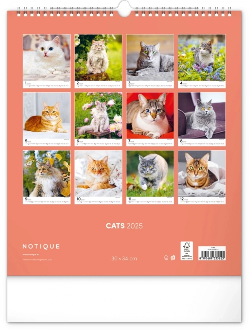 Notique Wandkalender Katzen 2025