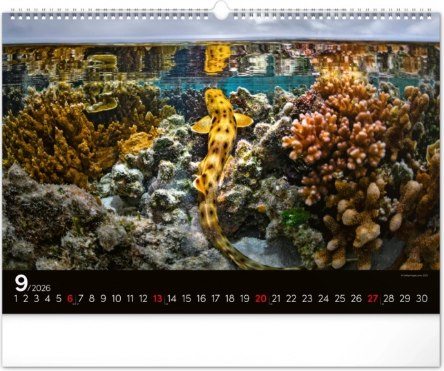 Wandkalender Unterwasserwelt 2026