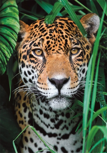 Puzzle 500 Teile Jaguar im Dschungel CLEMENTONI