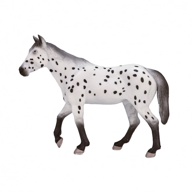 Mojo Appaloosa Hengst