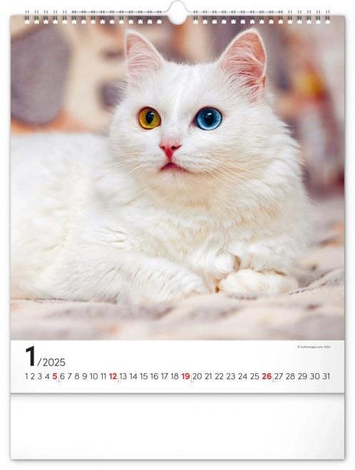 Notique Wandkalender Katzen 2025