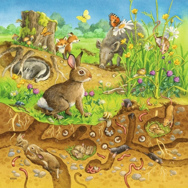 Leben im Wald über und unter der Erde