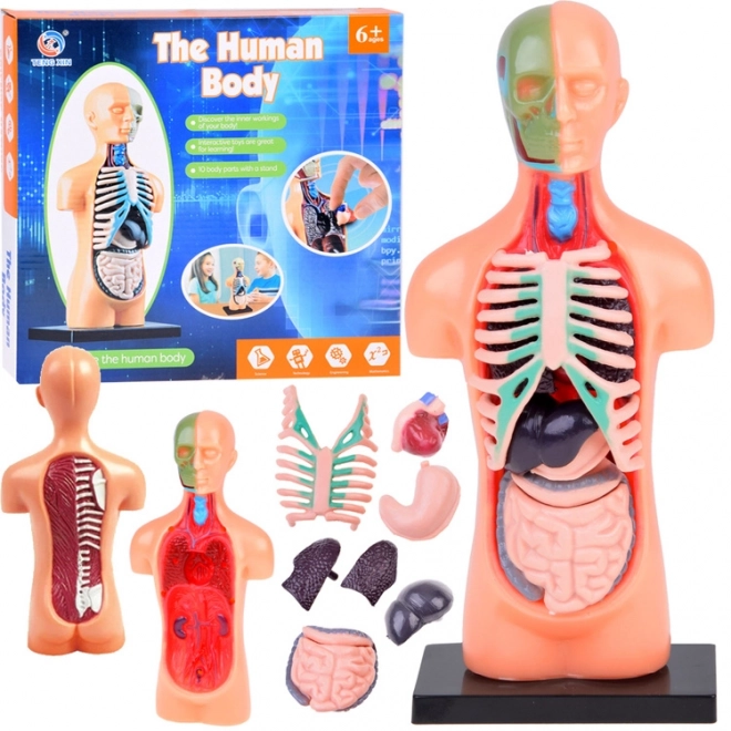 Mini Anatomie Modell Menschlicher Körper mit Organen