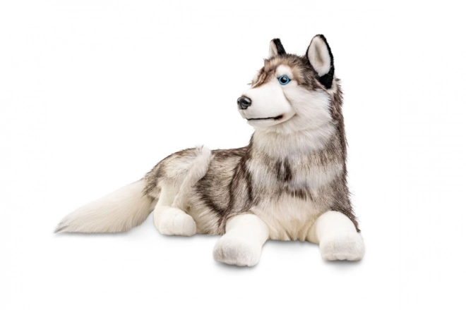 Plüsch Husky Hund 100 cm