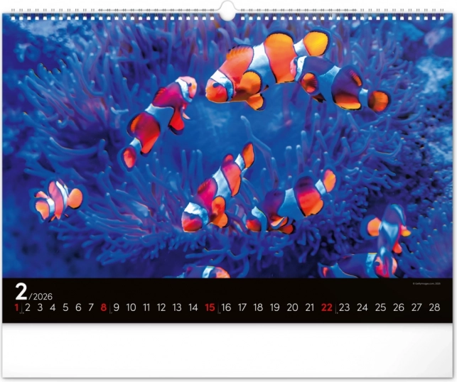 Wandkalender Unterwasserwelt 2026