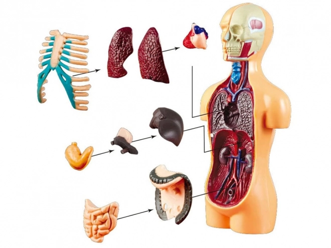 Mini Anatomie Modell Menschlicher Körper mit Organen