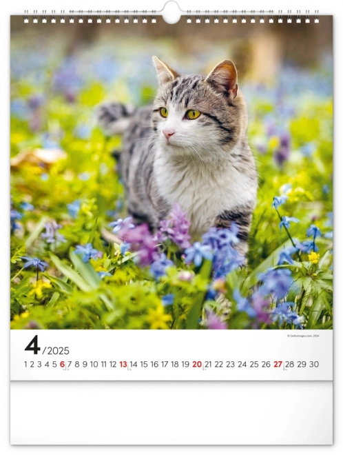 Notique Wandkalender Katzen 2025