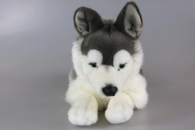 Plüsch-Husky Kuscheltier