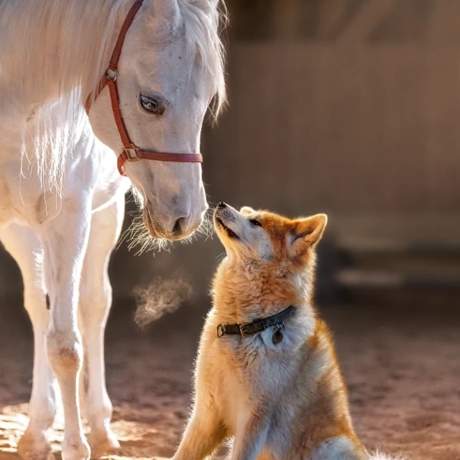 Puzzle mit 1000 Teilen – Pferd und Hund – einzigartige Freundschaft