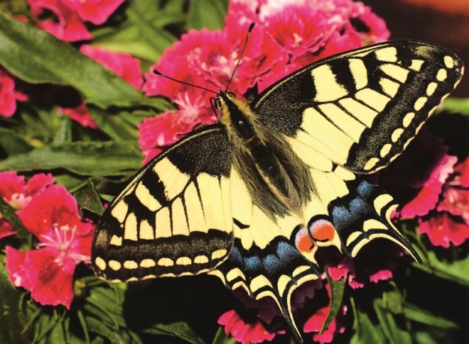 Puzzle Schöner Schmetterling 500 Teile