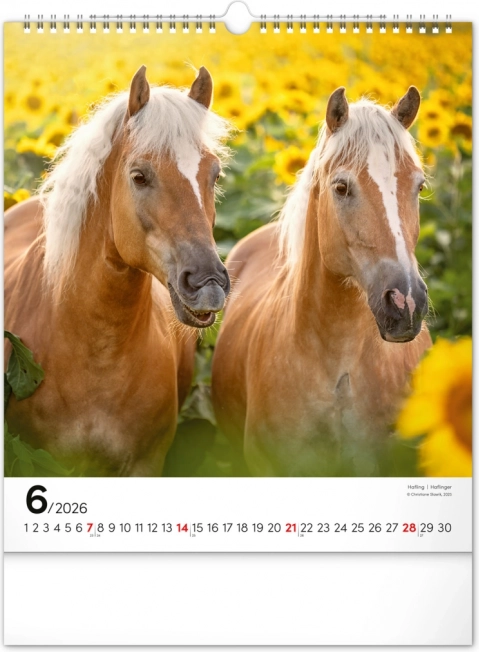 Wandkalender Pferde 2026