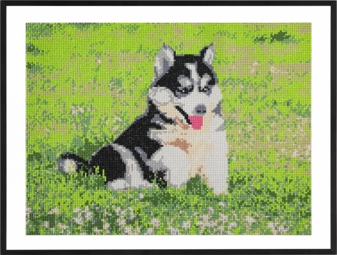 Diamantmalerei Husky 40x50 cm