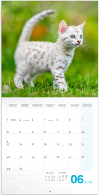 Notizkalender Kätzchen 2026