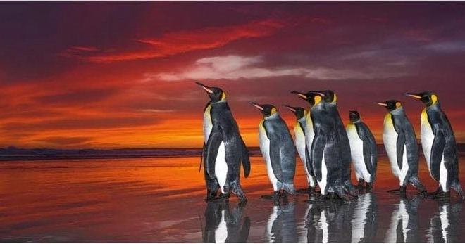 Puzzle 1000 Teile – Königspinguine