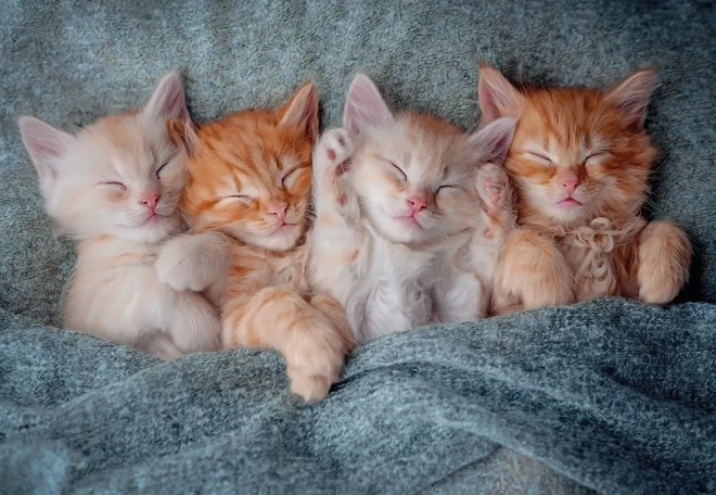 Puzzle 1000 Teile Süße Katzen