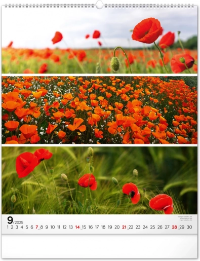 September 2025: Rote Mohnblumen