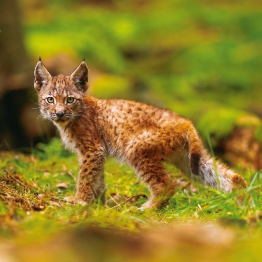 Schöne Fotos von Tieren des Waldes