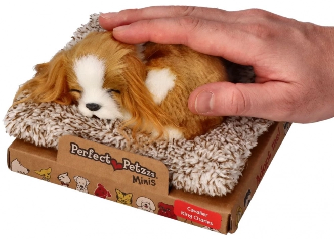 Schlafender Welpe Cavalier King Charles von Perfect Petzzz